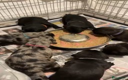 American Bully dogs for sale: RARE FLUFFY POCKET BULLIES - Image 8