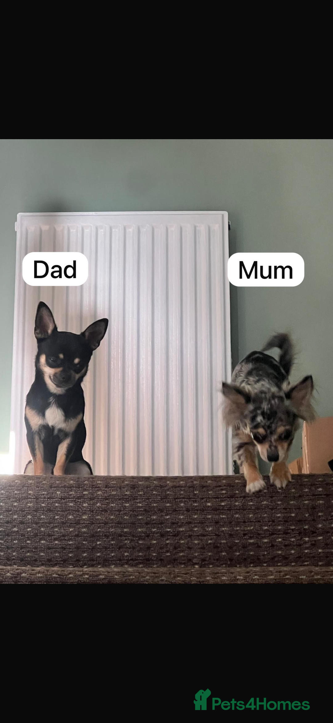Chihuahua dogs for sale: Beautiful Merle Chihuahua Puppies 🐶  - Advert 10