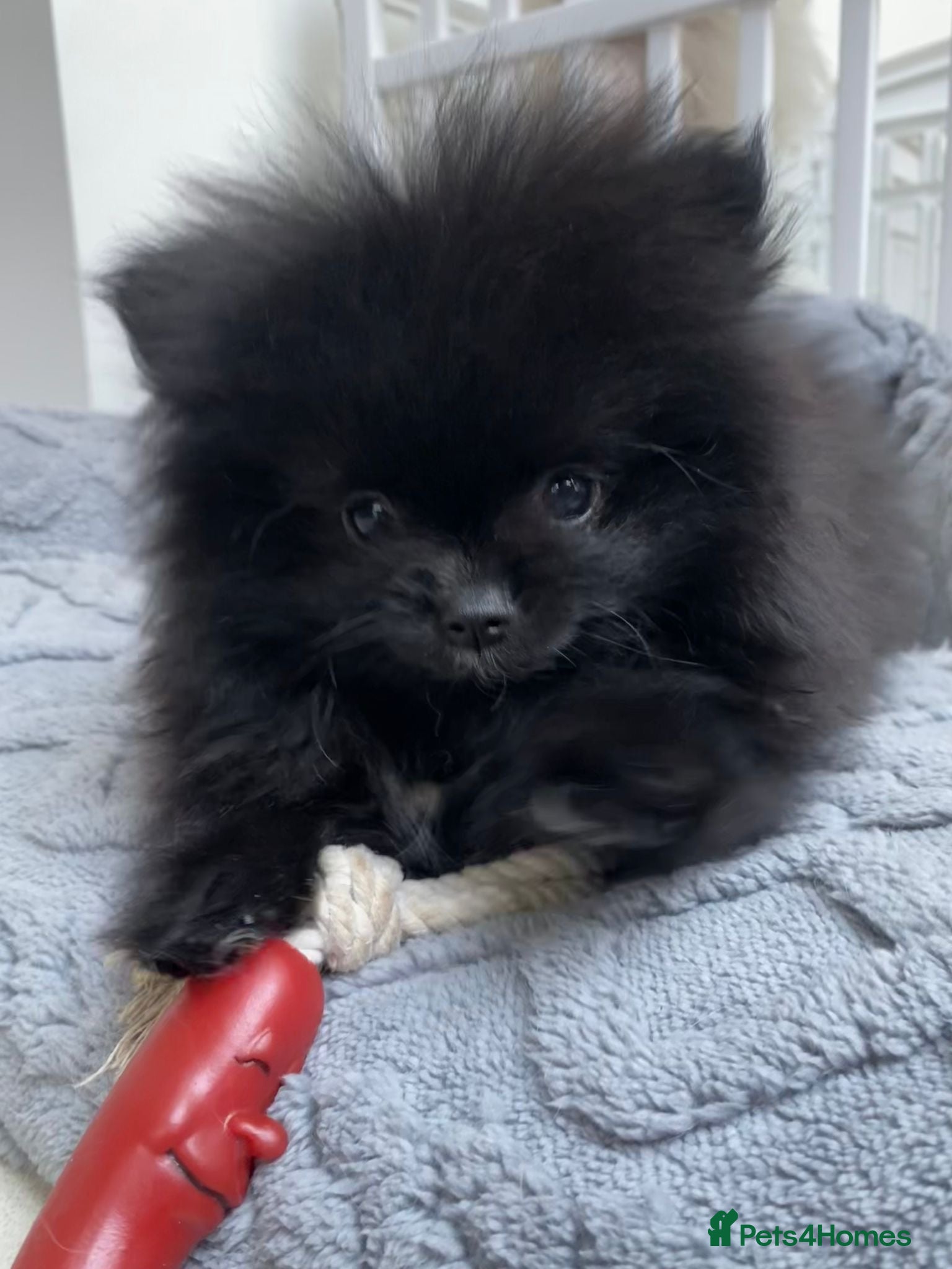 Pomeranian dogs Stunning Pomeranian Pups  - Advert 5