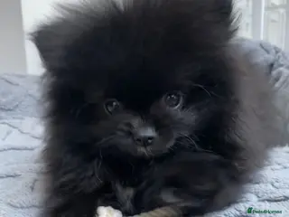 Pomeranian dogs Stunning Pomeranian Pups - Advert 5
