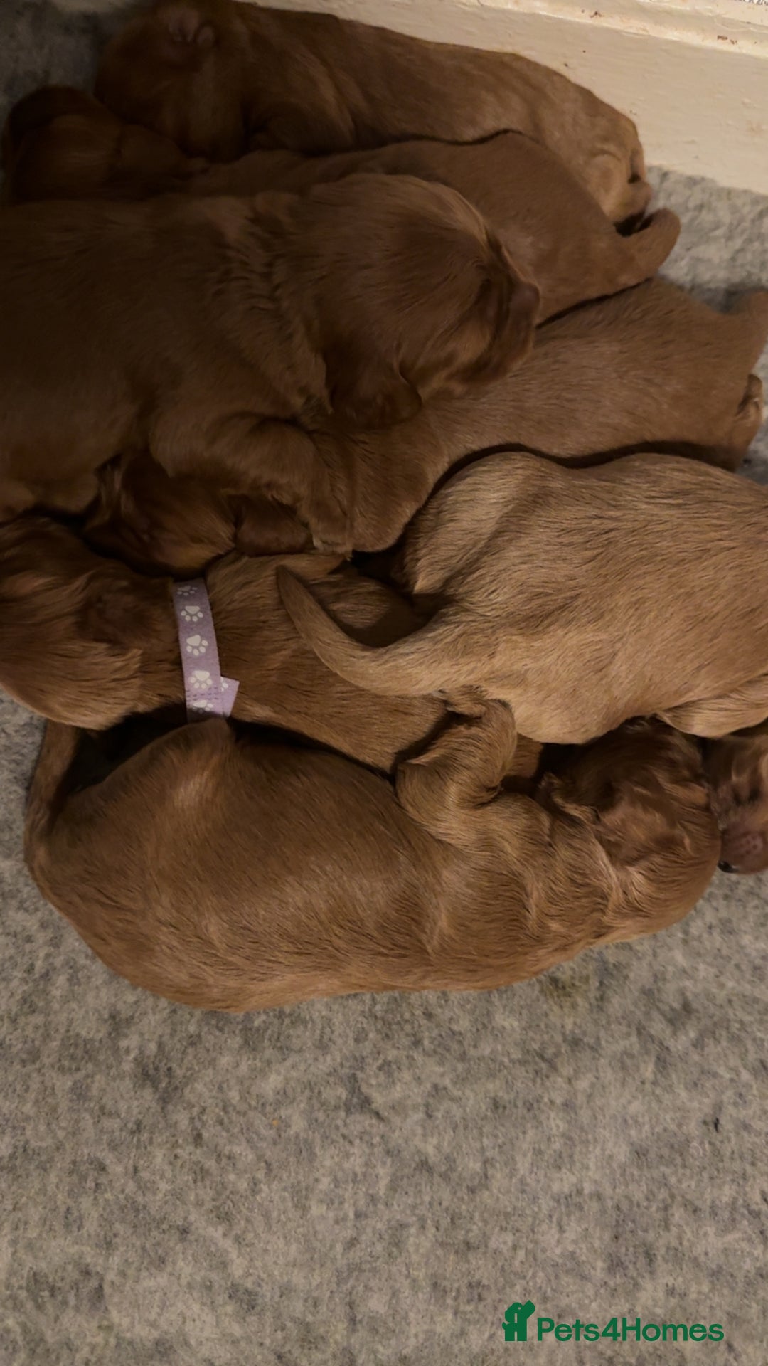 Cockapoo dogs for sale: Cockapoo F1 - Advert 12