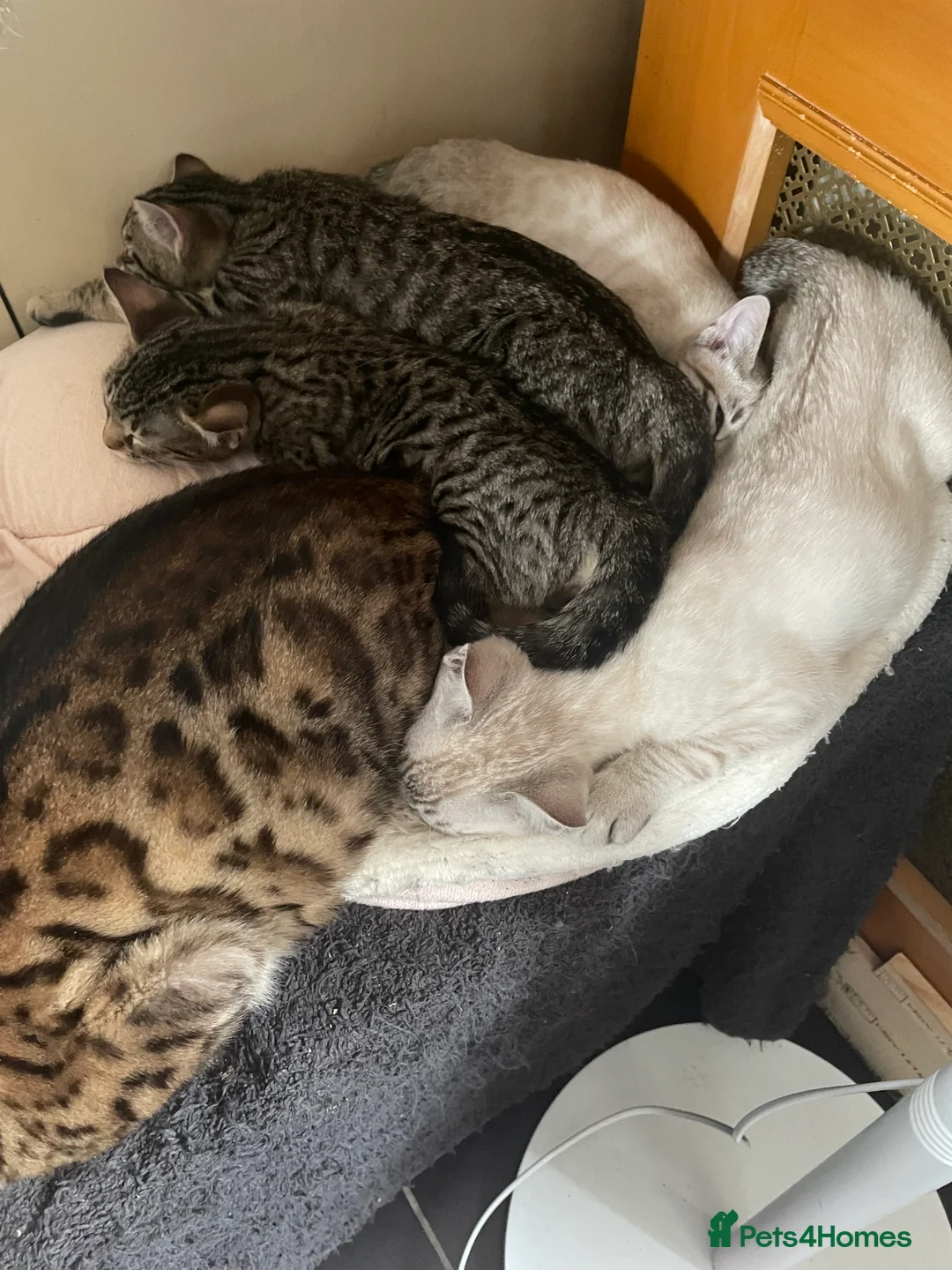 Bengal cats for sale: ❤️INTRODUCING 4 BEAUTIFUL FELINES KITTENS ❤️ - Advert 15