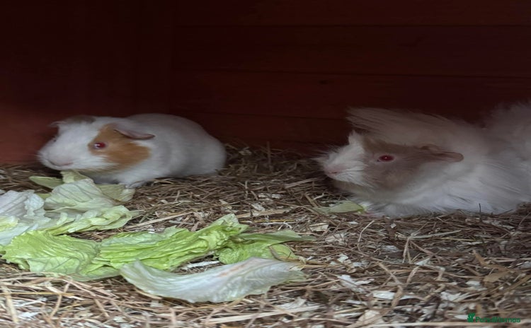 Guinea Pig rodents - Advert 3