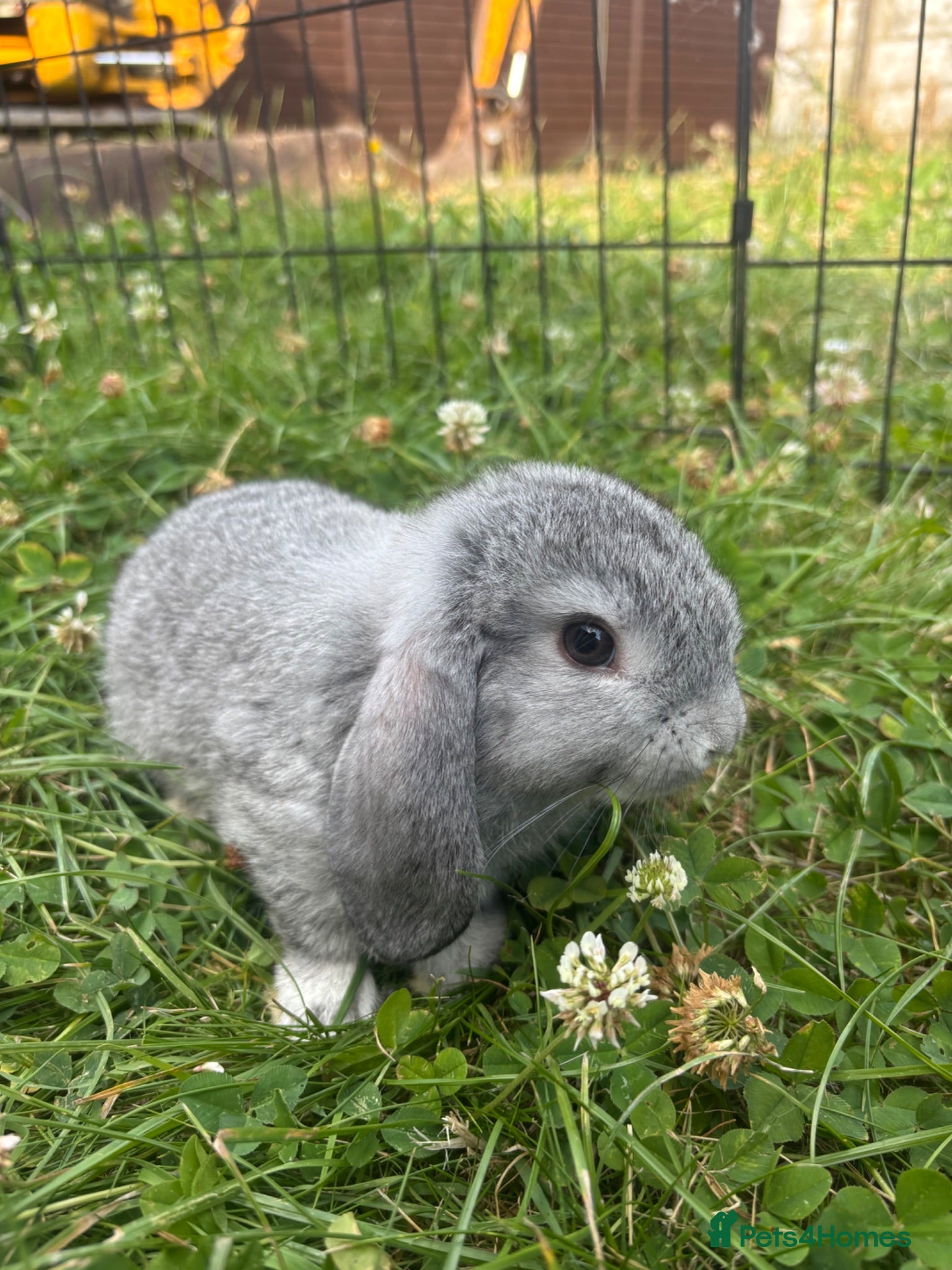 Mini Lop rabbits Adorable Mini Lop Babies - Advert 12