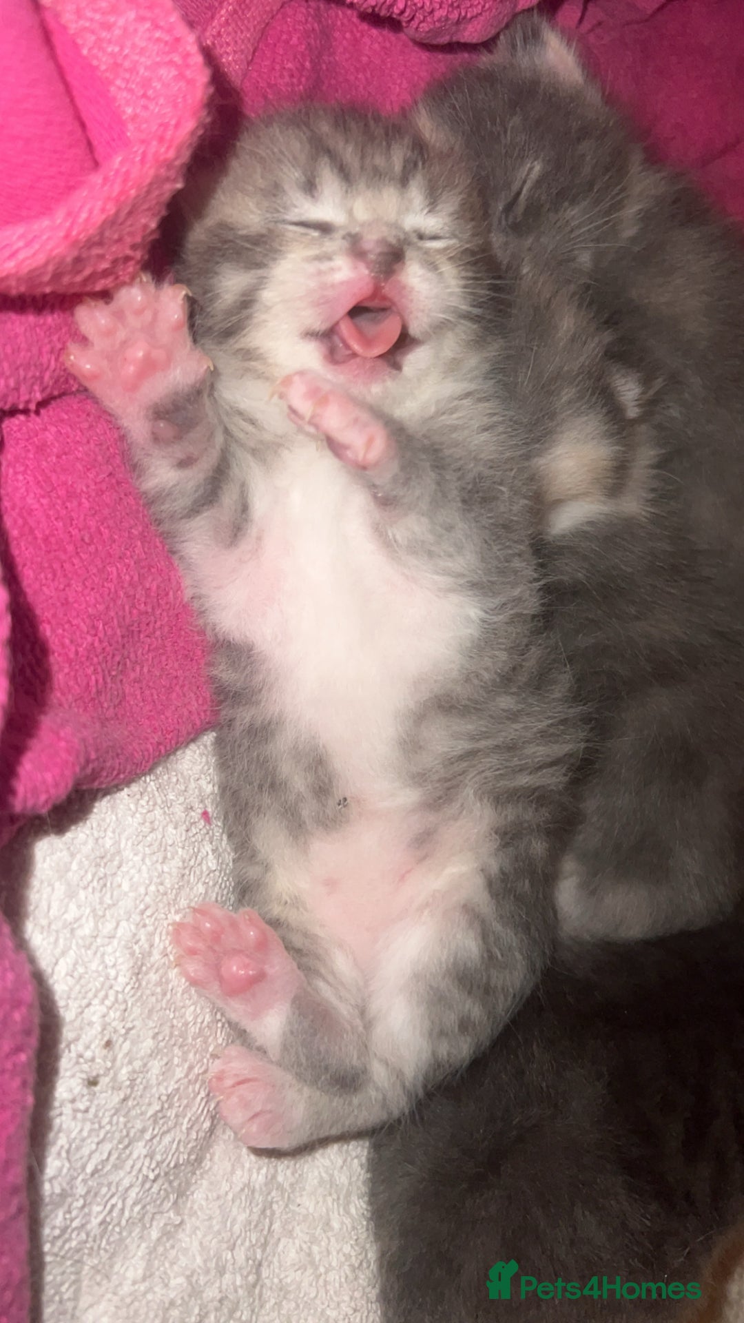 Persian cats for sale: Persian cross  - Image 7