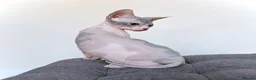 Sphynx cats for sale: Donskoy Tica pedigree  - Advert 6