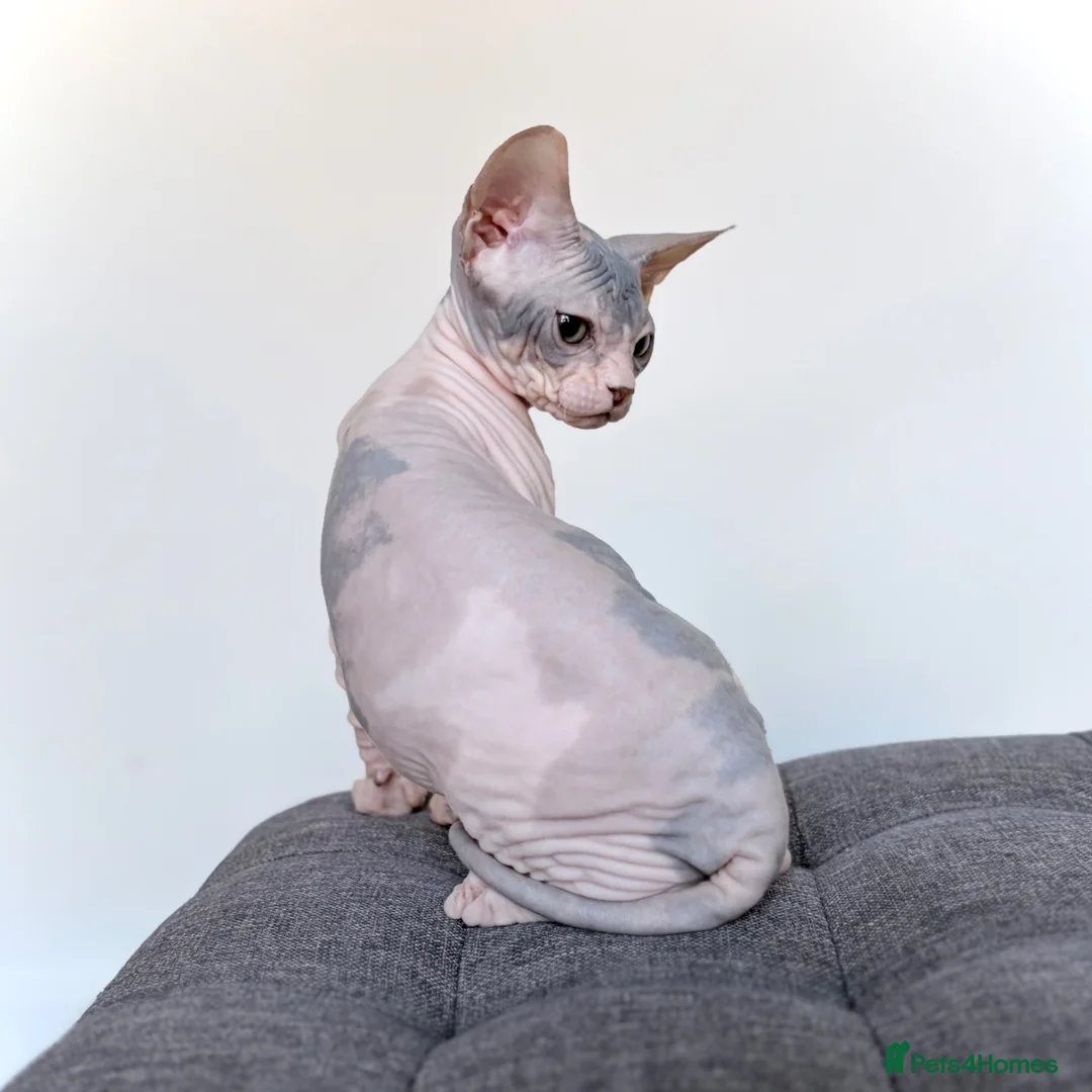 Sphynx cats for sale: Donskoy Tica pedigree  - Advert 6