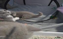 British Shorthair cats for sale: Full Britishshort hair kittens ready wendesday - Image 7