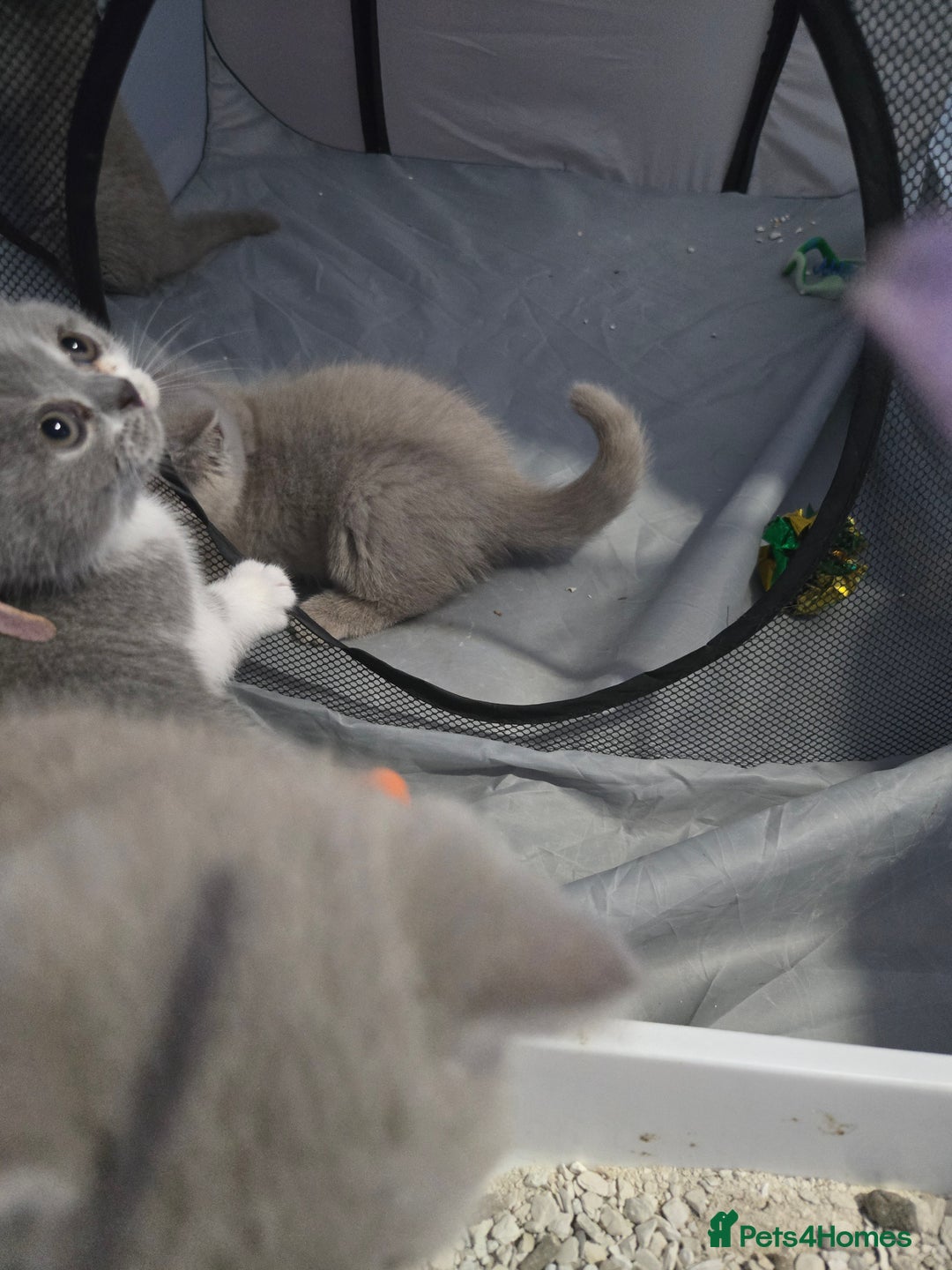British Shorthair cats for sale: Full Britishshort hair kittens ready wendesday - Image 7