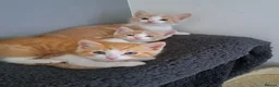 Mixed Breed cats for sale: 1/4 main coon kittens  in Fleetwood - Advert 4