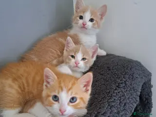 Mixed Breed cats 1/4 main coon kittens - Advert 10