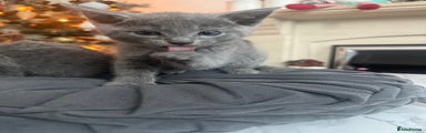 Russian Blue Kitten 1