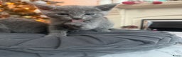 Russian Blue cats for sale: Russian Blue Kittens - Advert 2