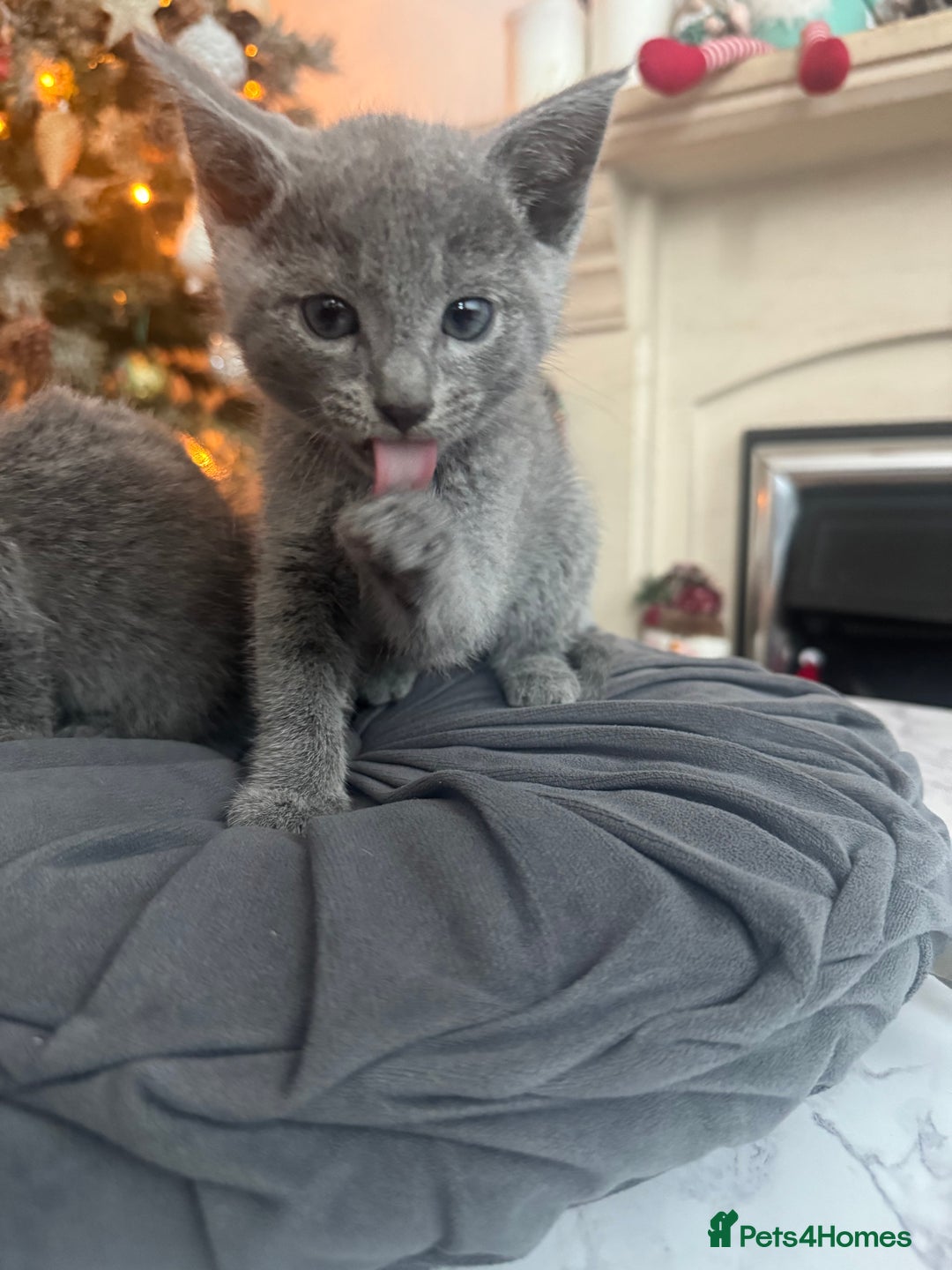 Russian Blue cats for sale: Russian Blue Kittens - Advert 2