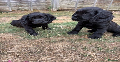 Cocker Spaniel dogs - Advert 13