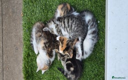 Mixed Breed cats for sale: Gorgeous Bengal X kittens - Image 4