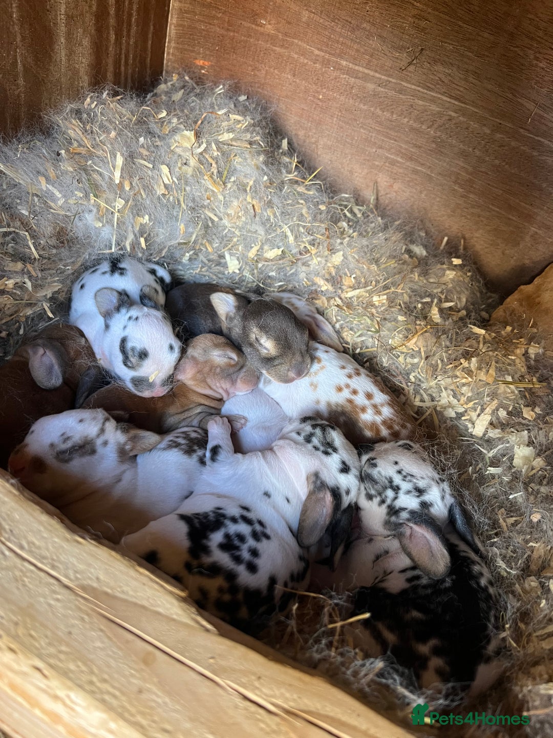 Rex rabbits for sale: Lovely Mini Rex bunnies ready for their new homes - Image 7