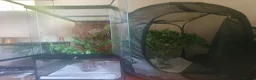 Stick Insects invertebrates for sale: Indian Stick Insect nmphs for sale  - Advert 5