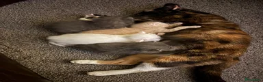 Mixed Breed 1