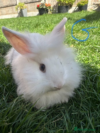 Lionhead rabbits - Advert 11