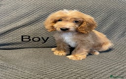 Cockapoo dogs for sale: Cockapoo Puppies F1  - Image 9