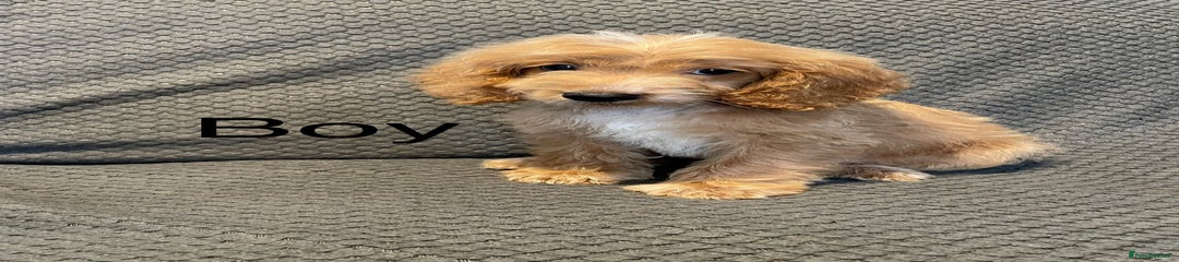 Cockapoo Puppy 5