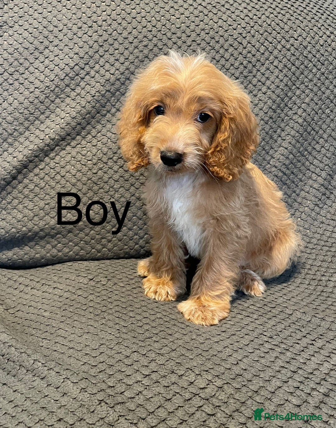 Cockapoo dogs for sale: Cockapoo Puppies F1  - Image 9