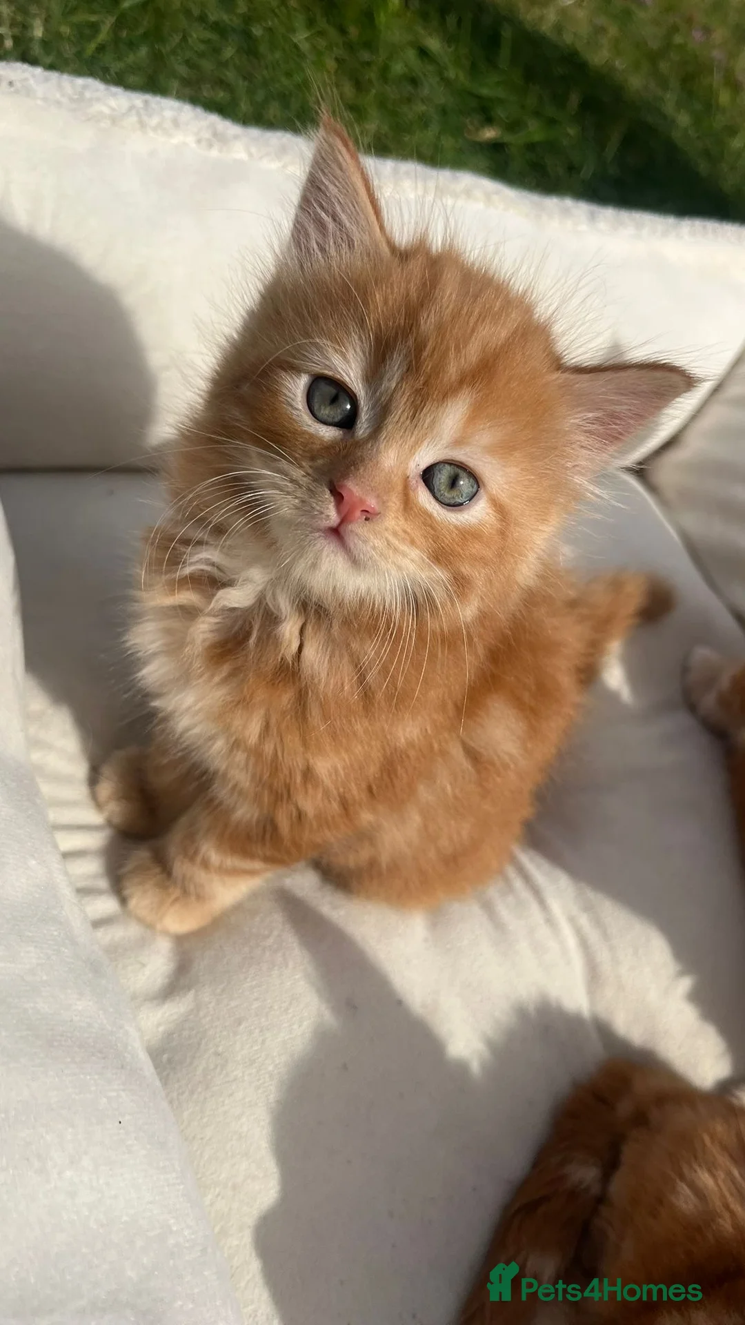Mixed Breed cats for sale: Cats for sale  in Harlow - Advert 2