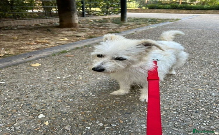 Cairn Terrier dogs - Advert 1