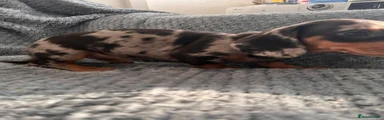 Dachshund 2