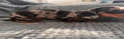 Dachshund dogs for sale: Miniature Dachsund Puppies - Advert 3