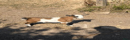 Goats livestock for sale: Female and wether pygmy goat kids for sale - Advert 4
