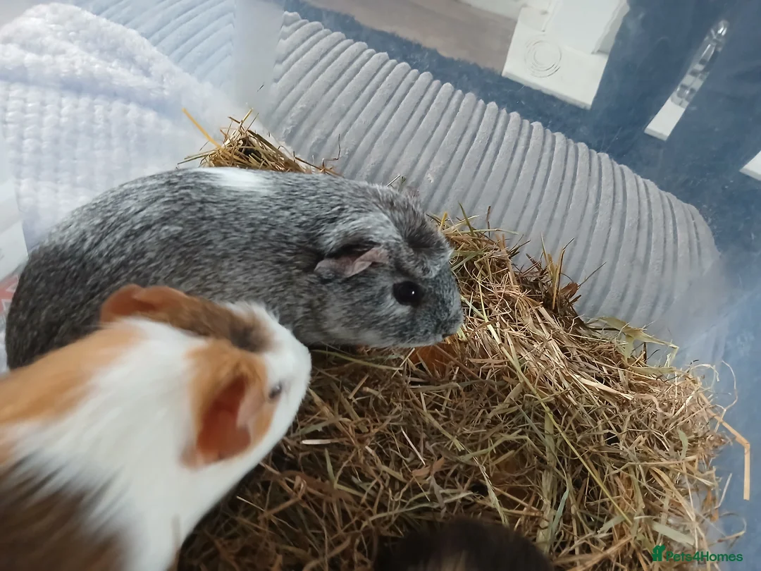 Guinea Pig rodents for sale: Sow Guinea Pigs for sale £50 - Advert 1