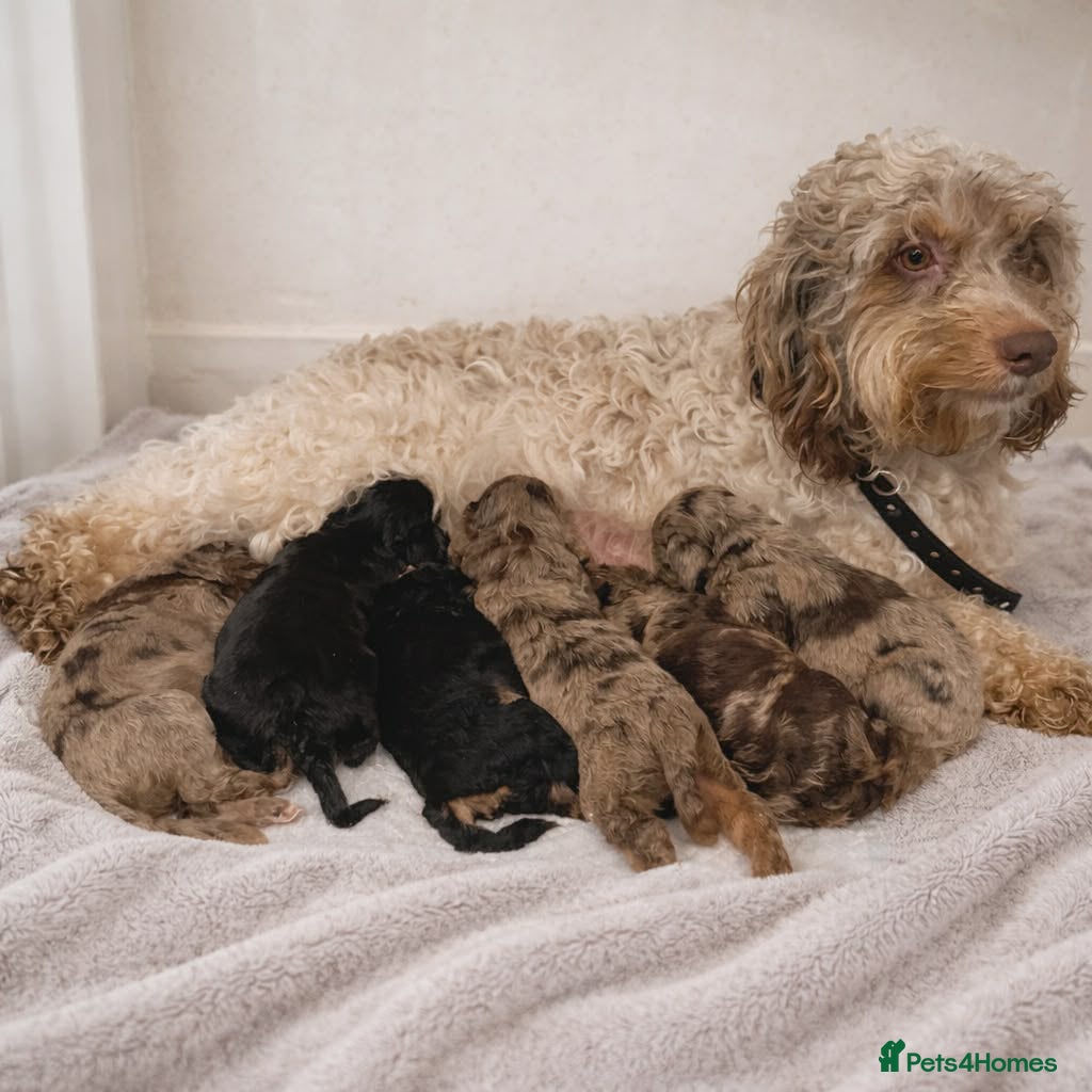 Cockapoo dogs Beautiful Cockapoo puppies  in Ferryhill - Advert 2