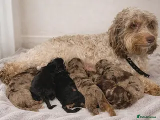 Cockapoo dogs Beautiful Cockapoo puppies in Ferryhill - Advert 2