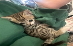 British Shorthair cats for sale: 4 kittens for sale: 3 girls 1 boy mixed coats  - Image 23