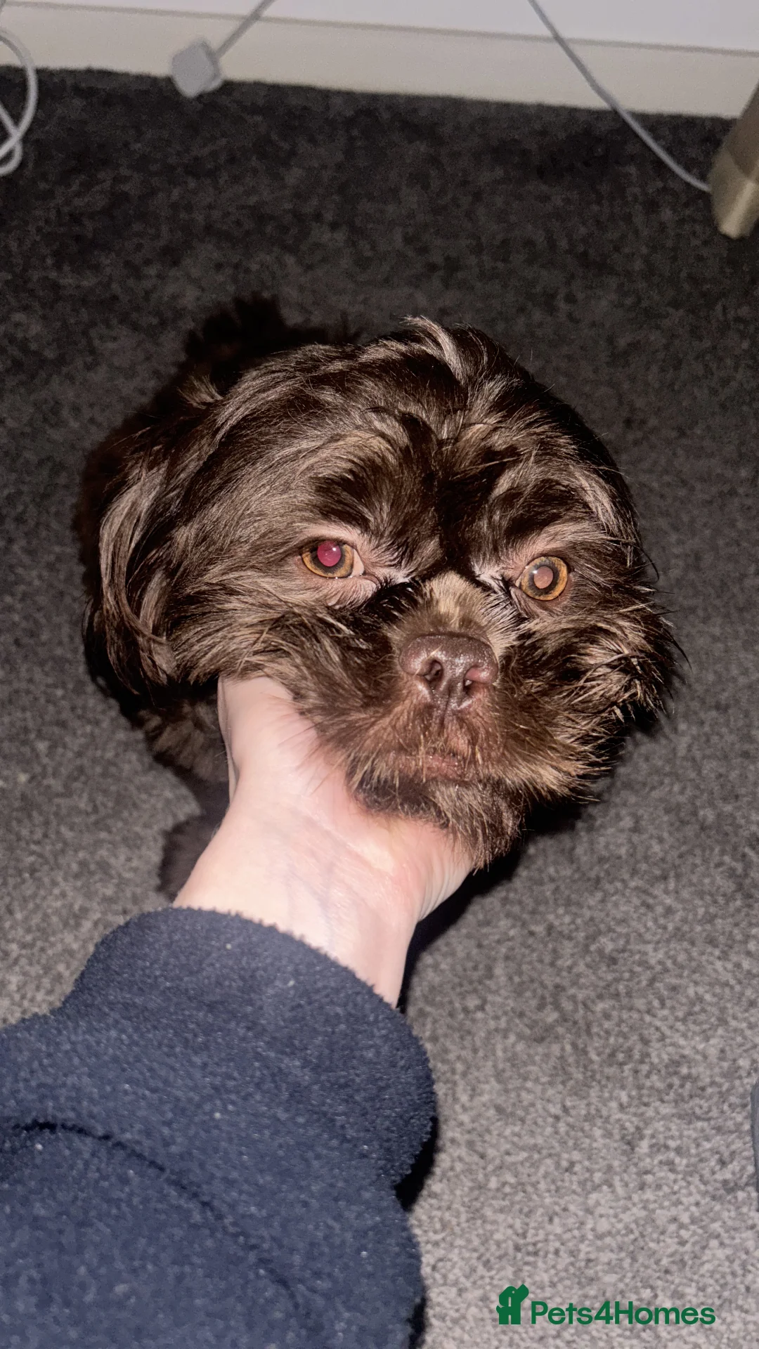 Shih Tzu dogs for stud: Brown Shih Tzu Stud Available - Advert 5