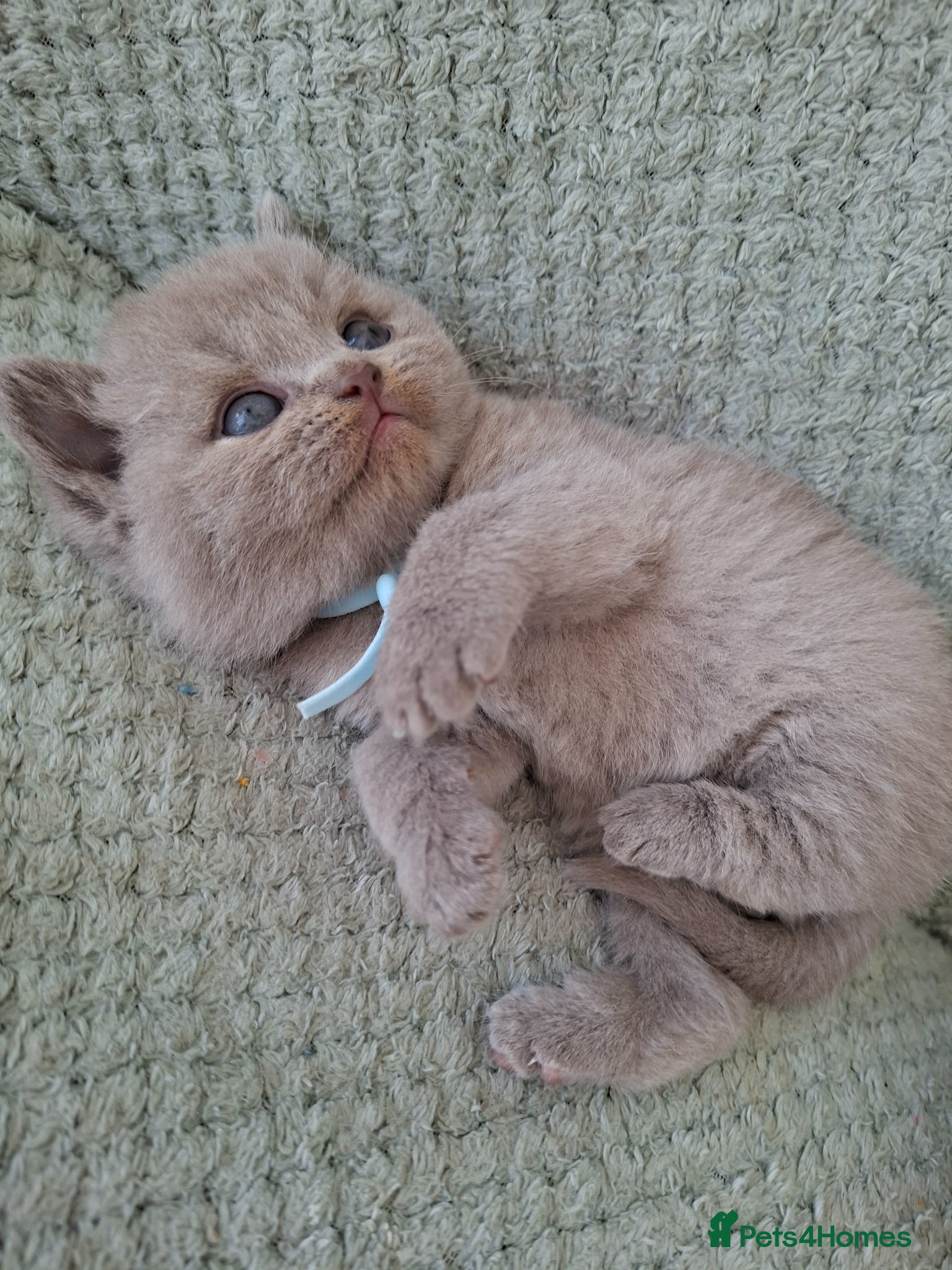 British Shorthair cats 7 beautiful lilac british shorthair kittens  - Advert 2