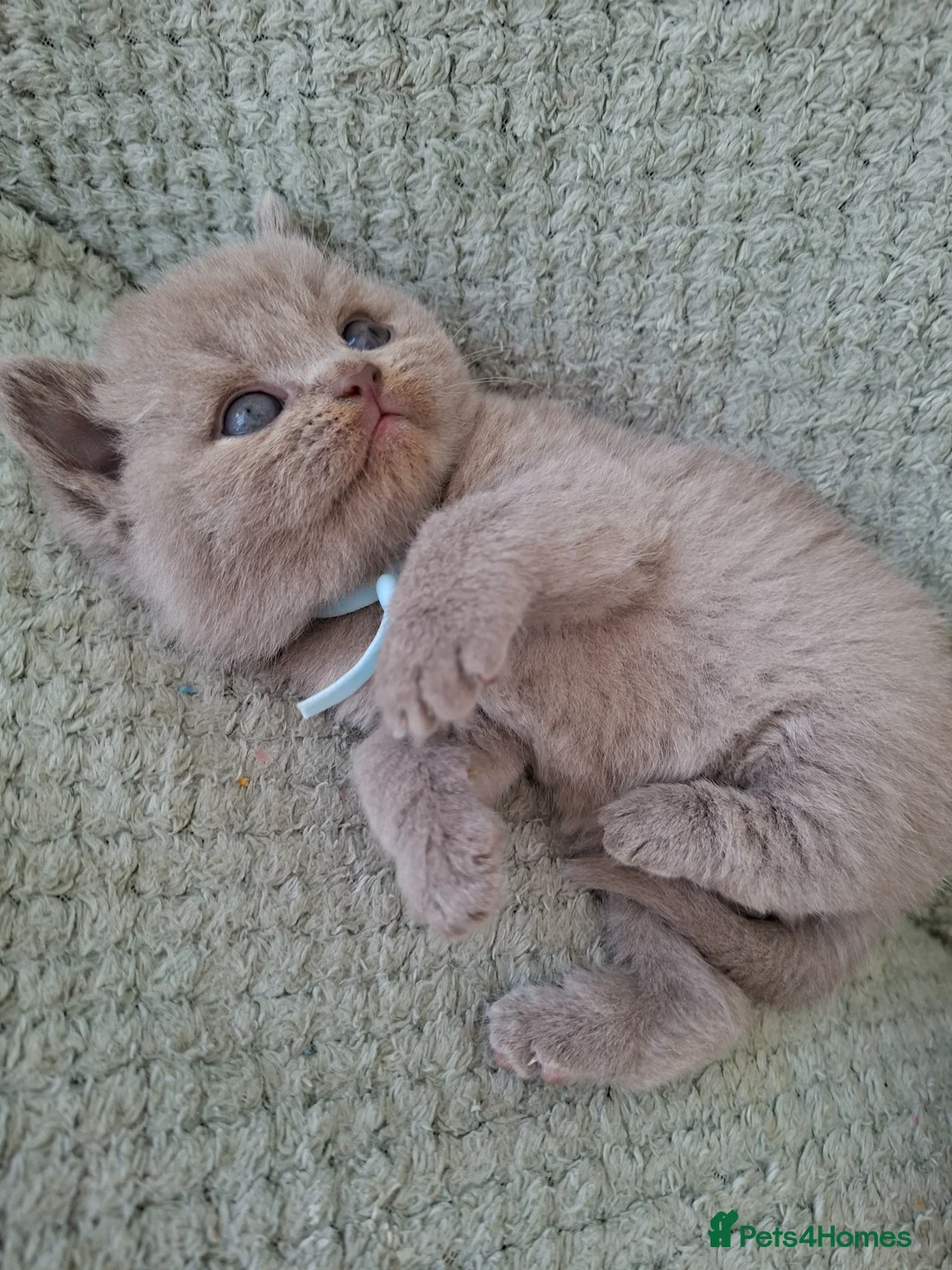 British Shorthair cats for sale: 7 beautiful lilac british shorthair kittens  - Advert 1