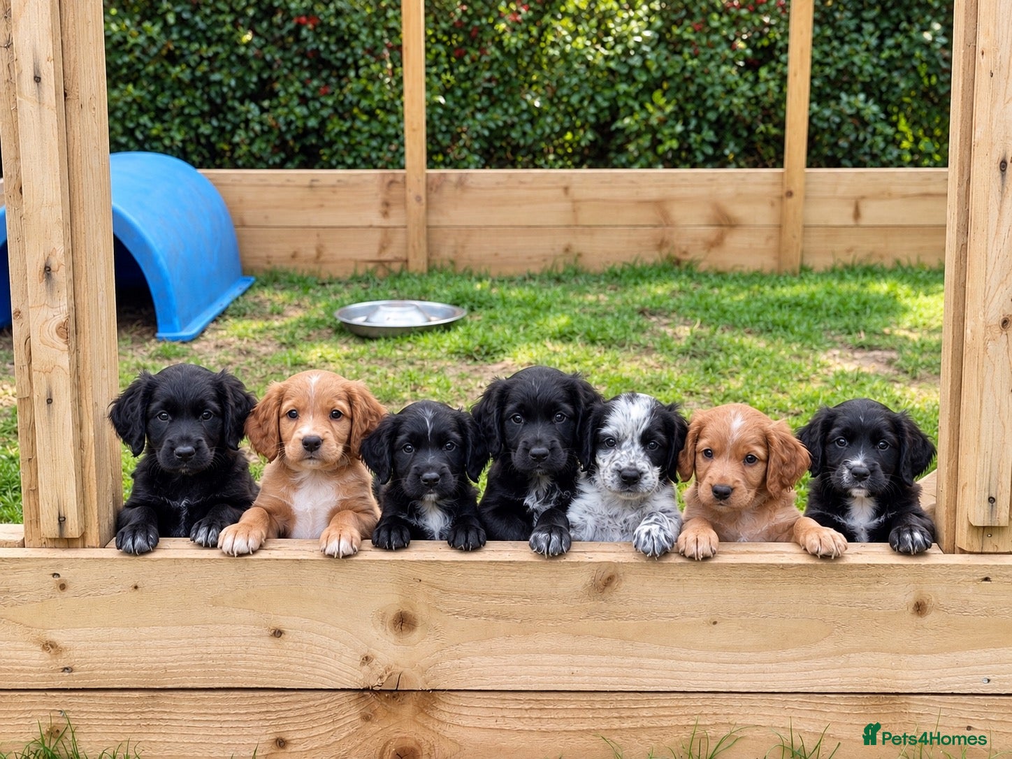Cocker Spaniel dogs Working cocker spaniel puppies  - Advert 18