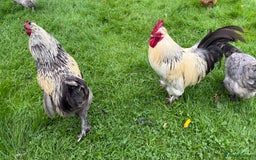 Chickens poultry for sale: 4 VERY HANDSOME HAND REARED SILKY MIX COCKERELS  - Image 21