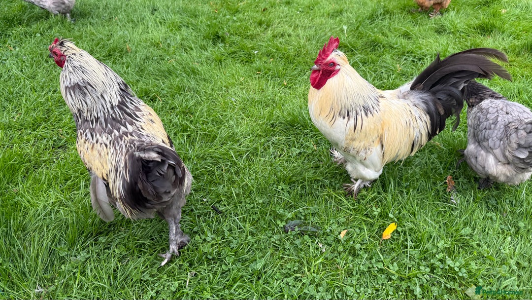 Chickens poultry for sale: 4 VERY HANDSOME HAND REARED SILKY MIX COCKERELS  - Image 21