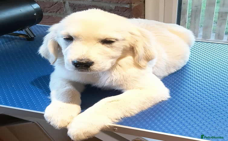 Golden Retriever dogs - Advert 4