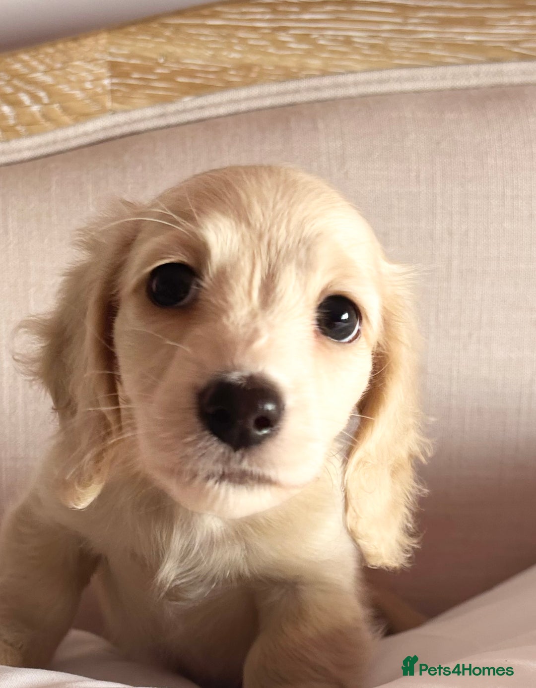 Miniature Dachshund dogs for sale: KC 🐶 Miniature Long Haired Cream Dachshund 🐶  - Advert 12