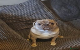 Pug dogs for sale: KC Reg Lilac Fawn Male Pug 2 years old - Image 1