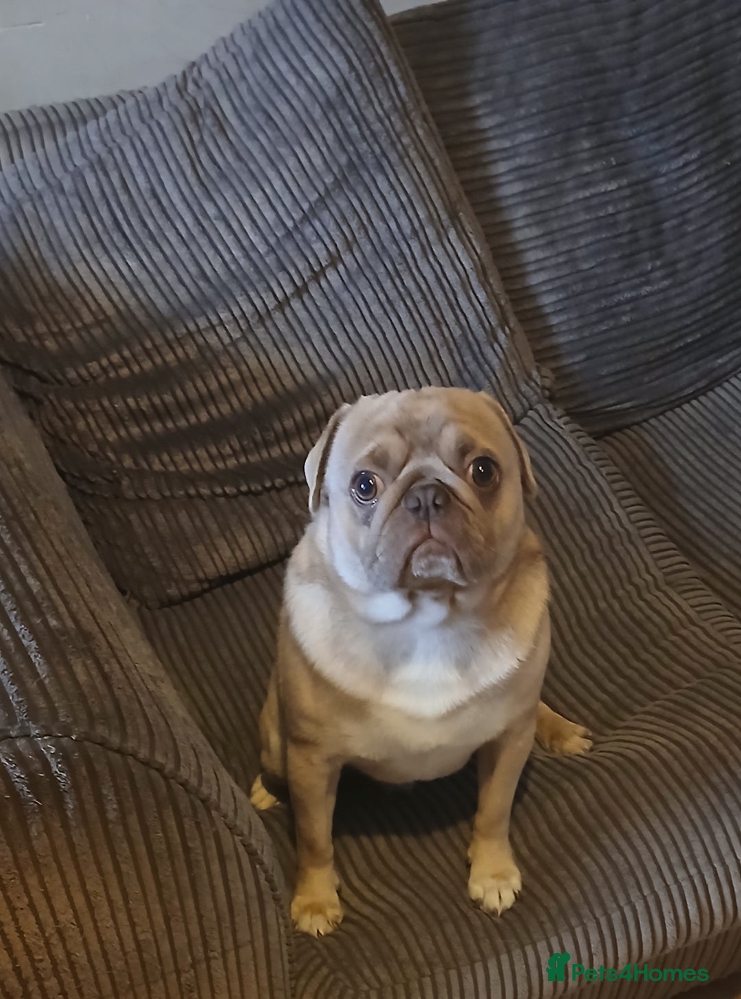 Pug dogs for sale: KC Reg Lilac Fawn Male Pug 2 years old - Image 1