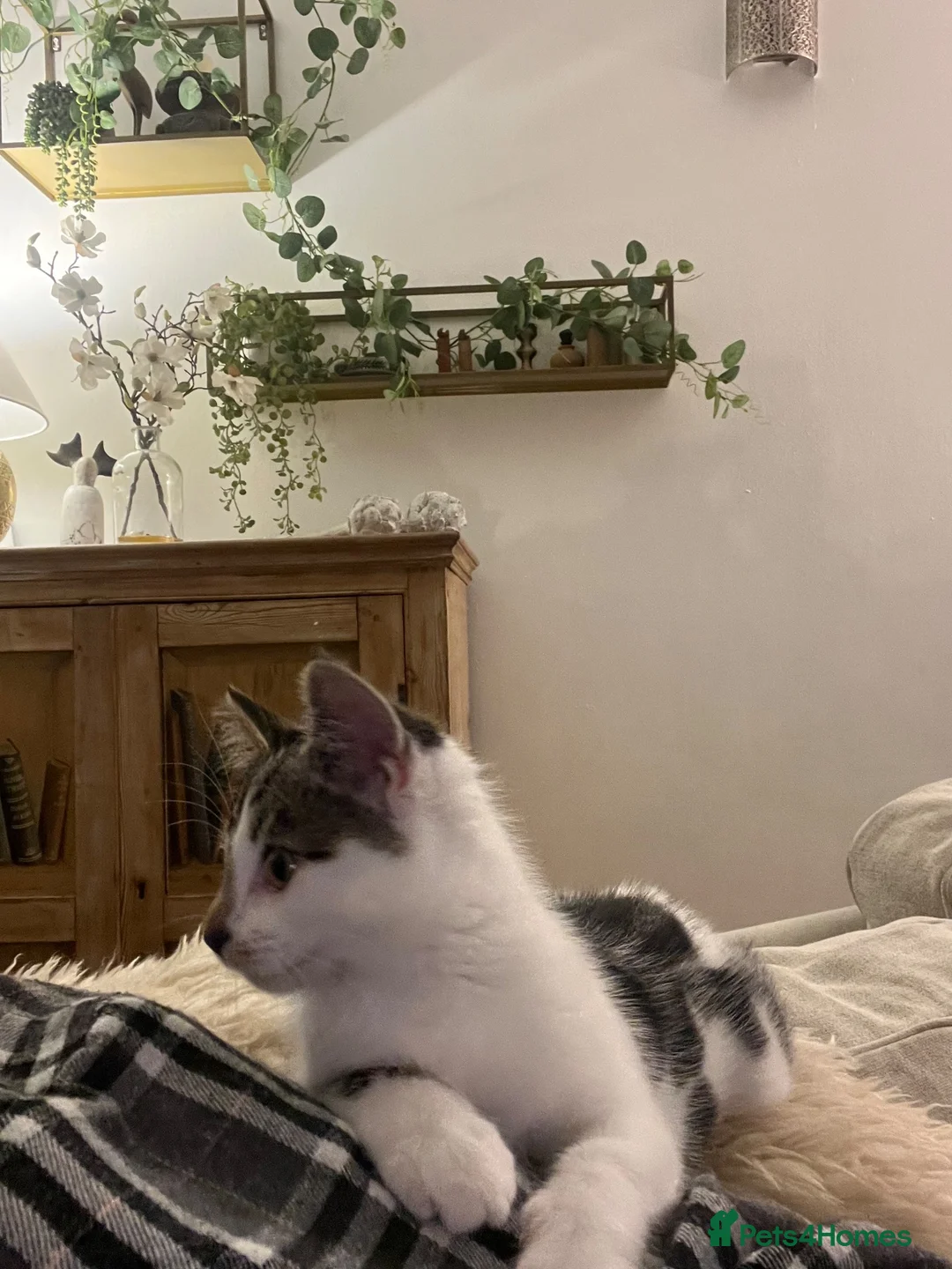 Mixed Breed cats for sale: Kizzy the kitten  in Ipswich - Advert 2