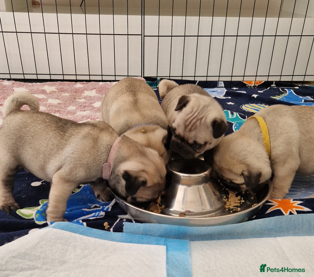 Pug dogs for sale: Perfect pug pups - Image 11