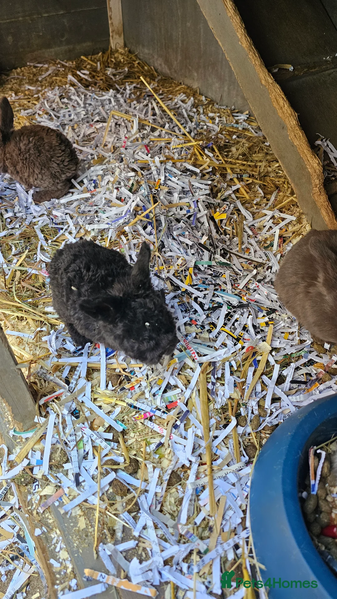 French Lop rabbits for sale: baby lops - Advert 2