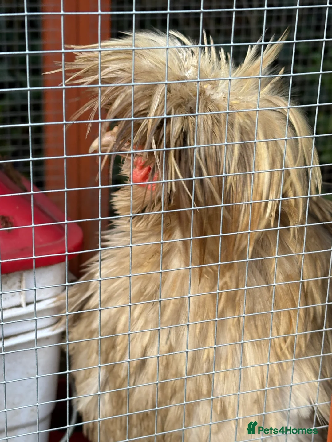 Chickens poultry for sale: Polish Frizzle Rooster - Advert 3